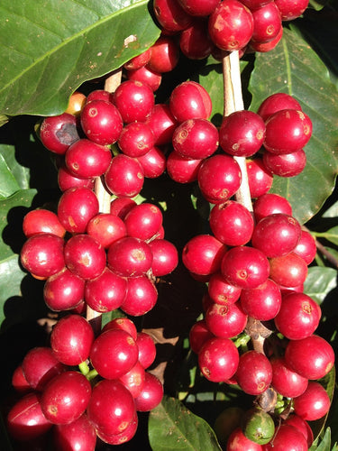 Mexico Oaxaca Cepco Royal Select Water Decaf