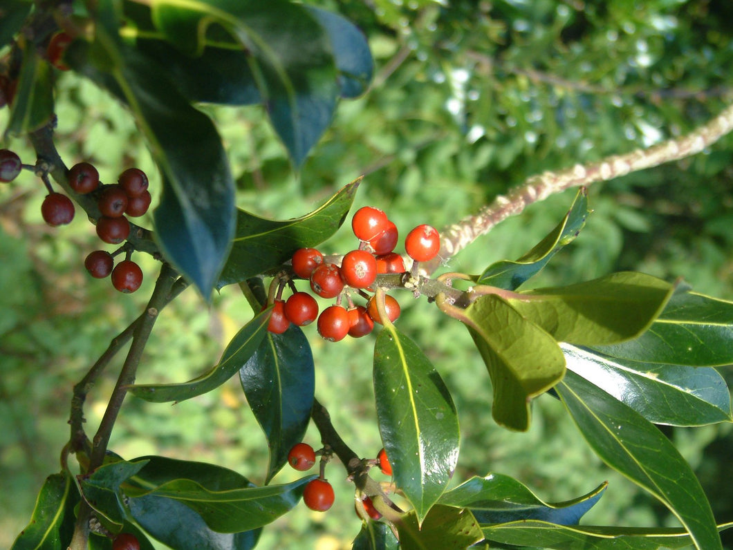Ethiopian Guji Shakis